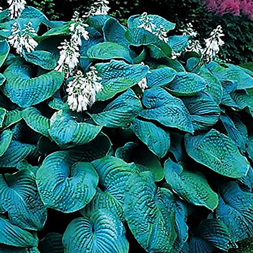 Hosta Planta decorativa Bulbos de flores Plantas decorativas exterior Plantas vivas 1x Rizoma Hosta gigante Bressingham Blue